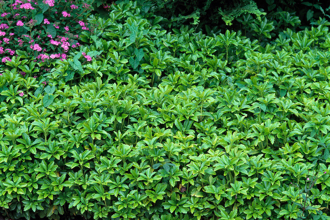 Pachysandra terminalis