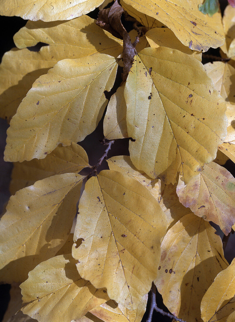 Parrotia persica