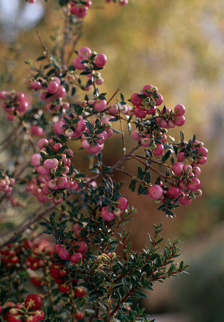 Pernettya mucronata