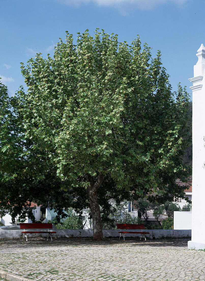 Platanus x Acerifolia