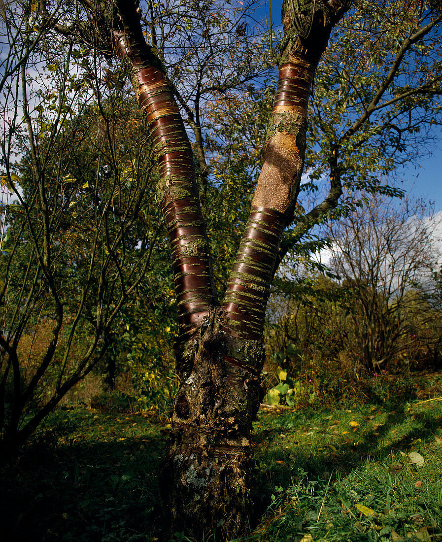 Prunus serrula