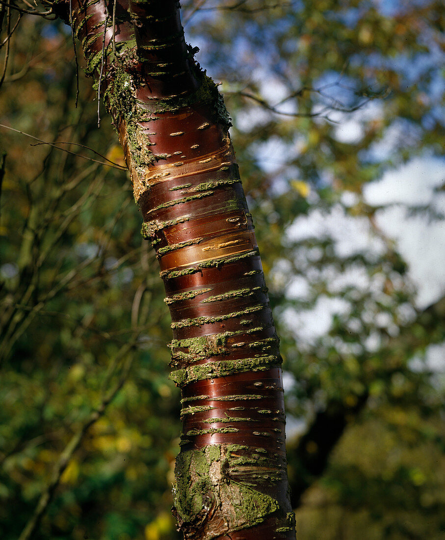 Prunus serrula