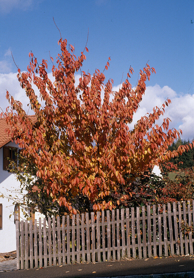 Prunus serrulata 'Kanzan'