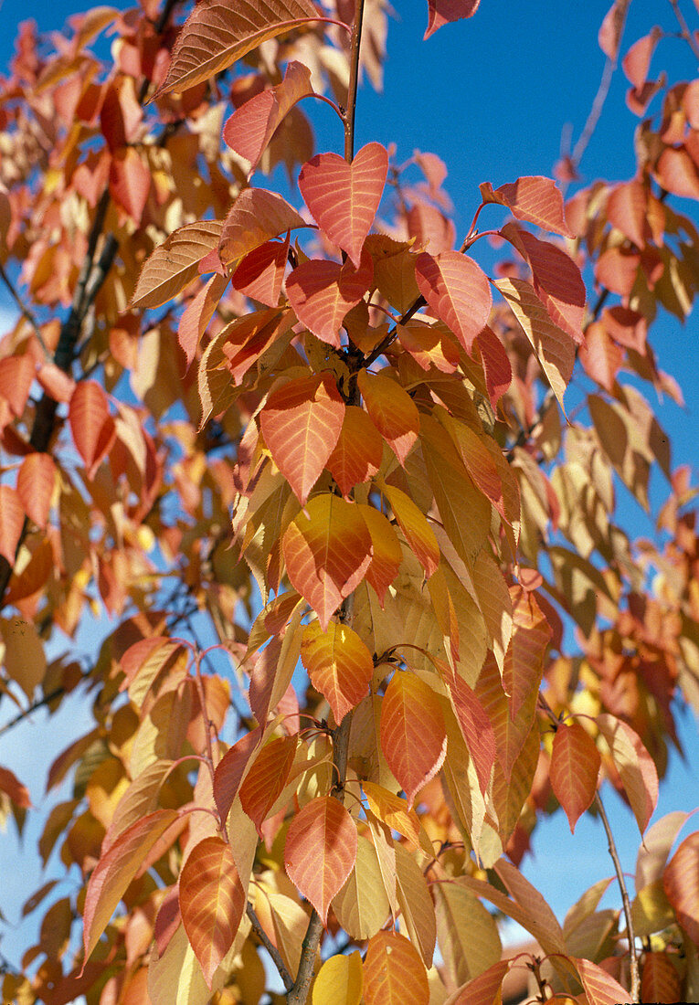 Prunus serrulata 'Kanzan'