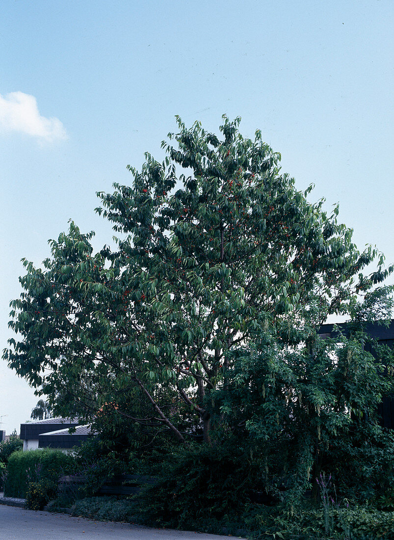 Prunus avium (Sweet Cherry)