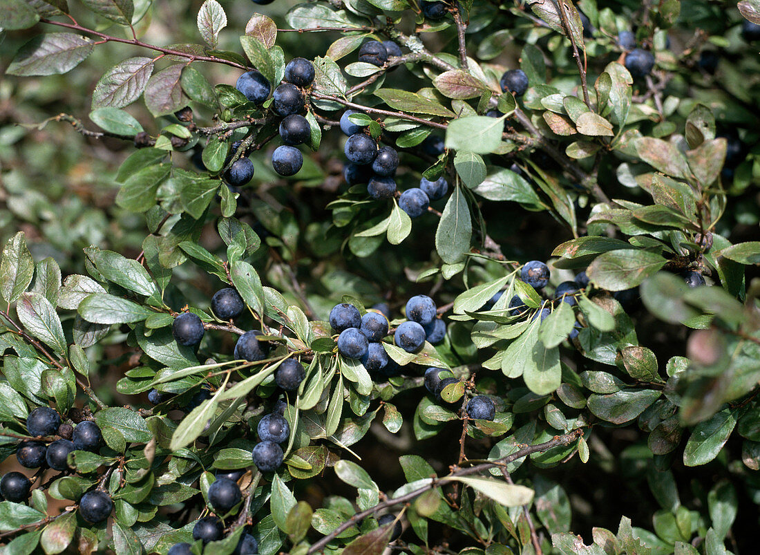 Prunus spinosa