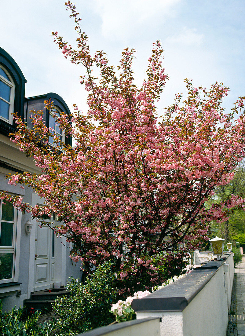 Prunus serrulata 'Kanzan'