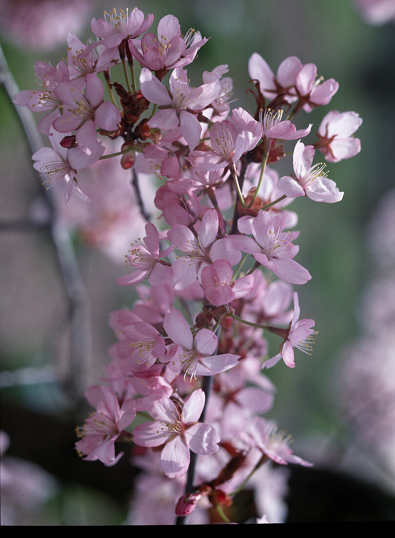 Prunus sargentii