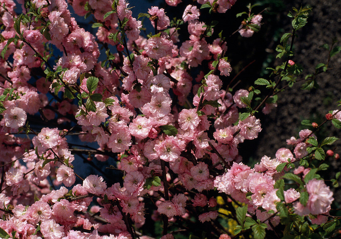 Prunus triloba