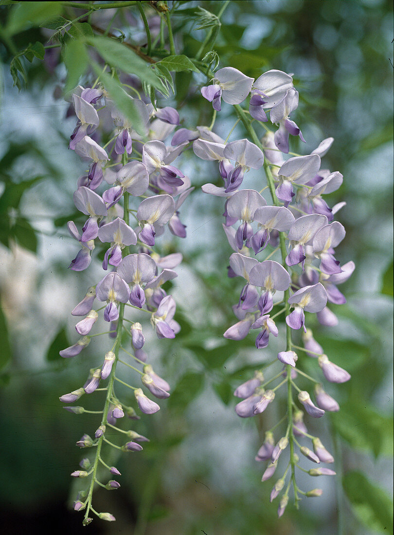 Wisteria hybrid