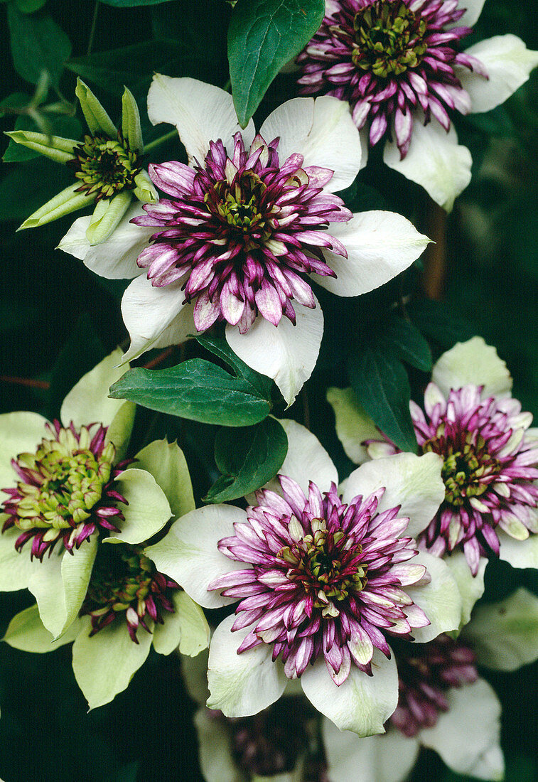 Clematis Florida 'Sieboldii'