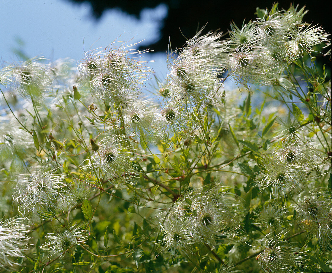 Clematis tangutica