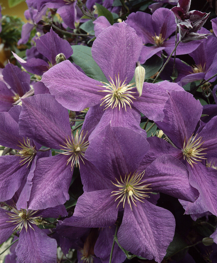 Clematis 'Jackmanii'