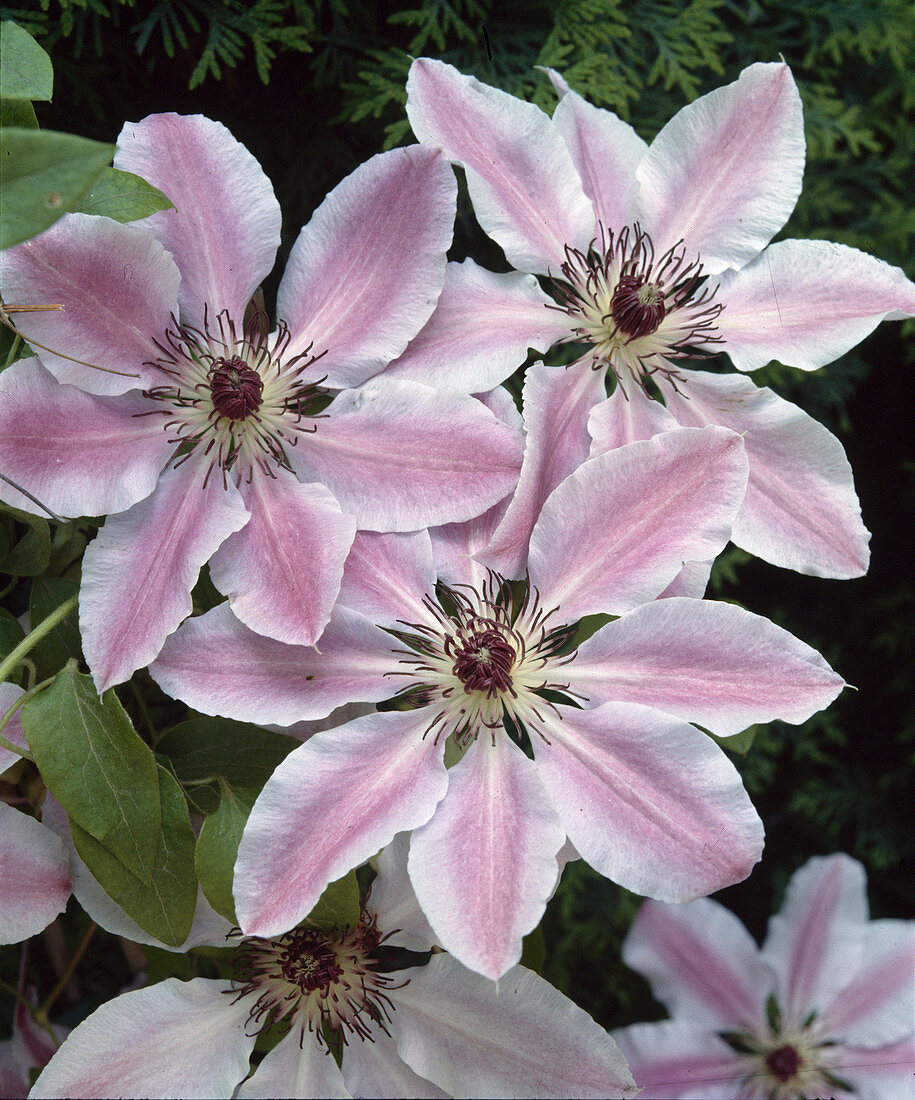 Clematis hybrid 'Nelly Moser'