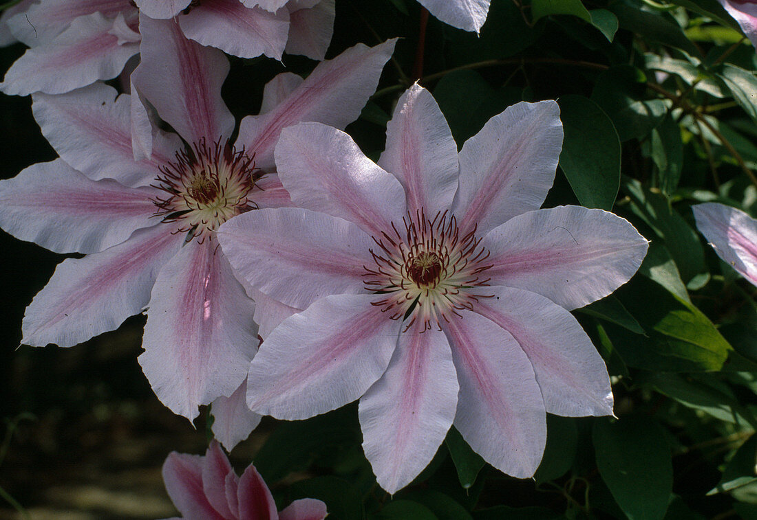 Clematis Hybride