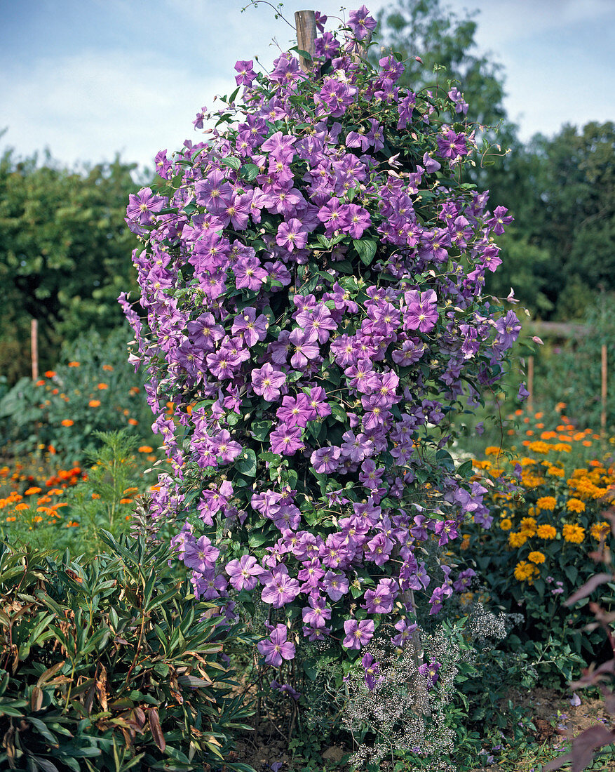 'Clematis hybridi 'Pearl D'Azur'