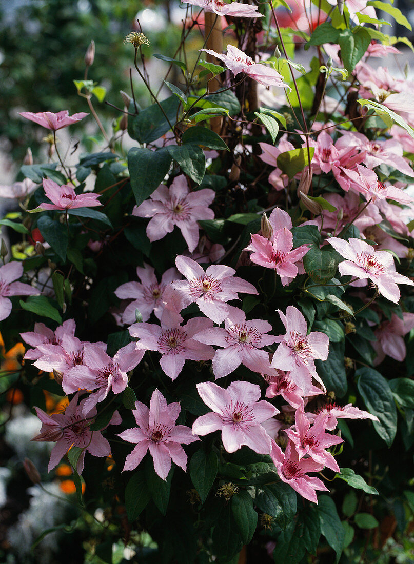 Clematis hybrid pink