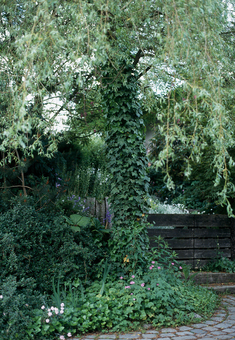 Hedera helix auf einem Weidenstamm