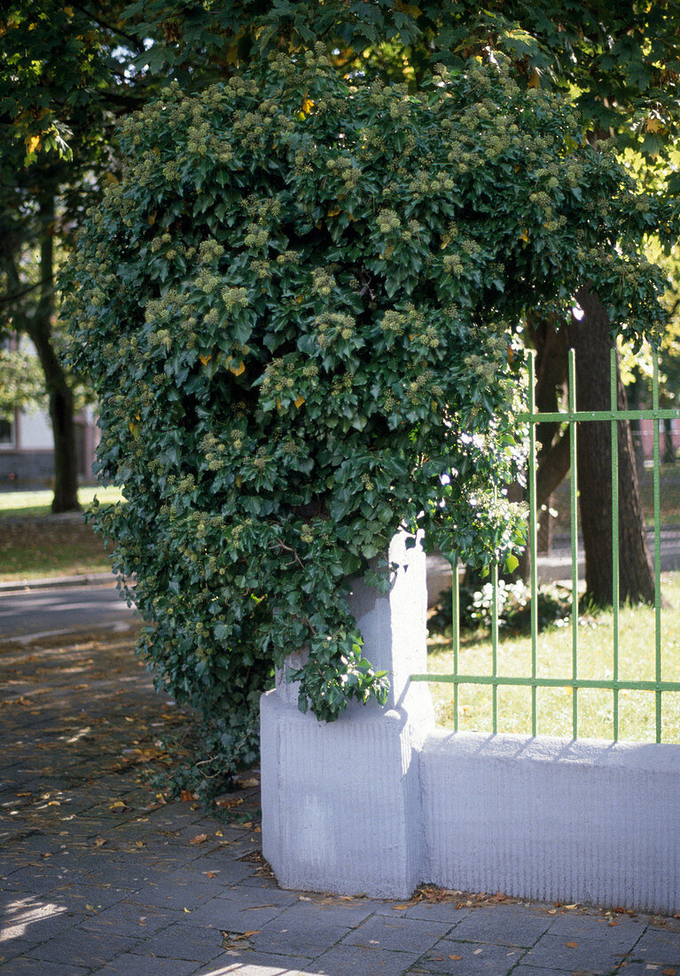 Hedera helix