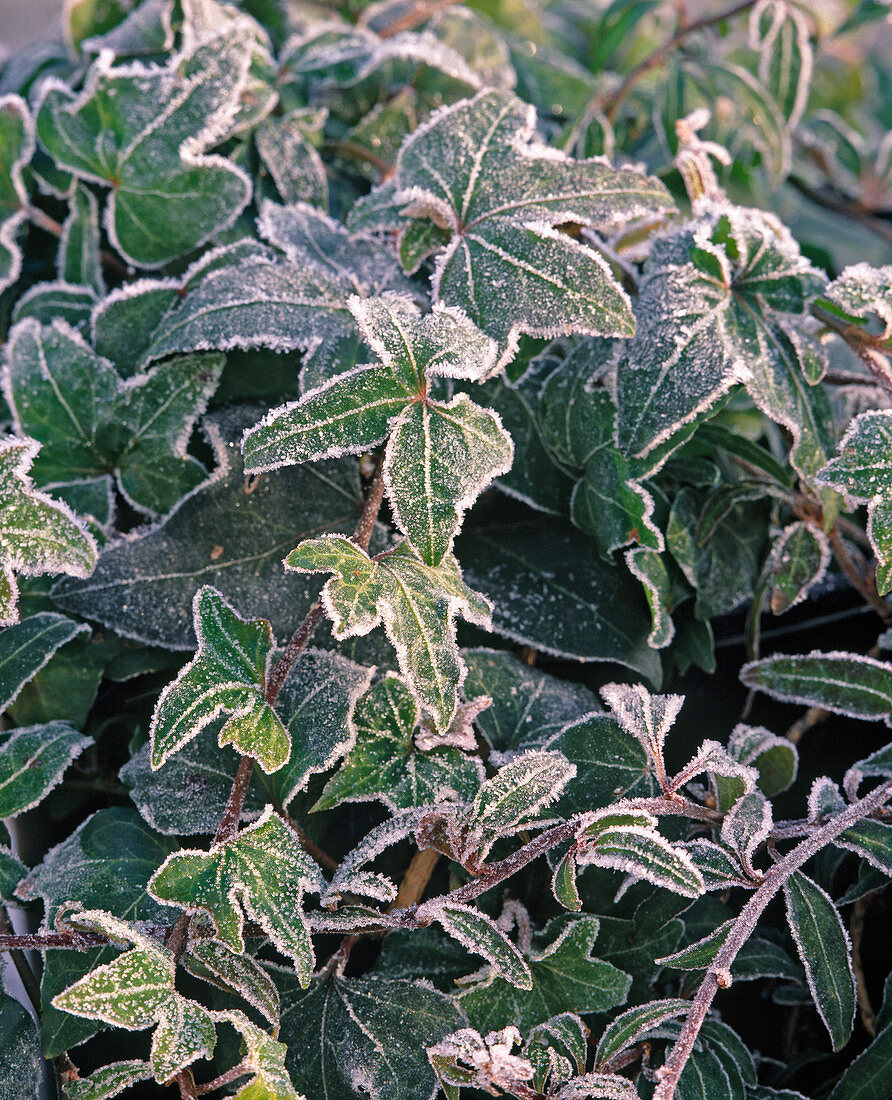 Hedera helix