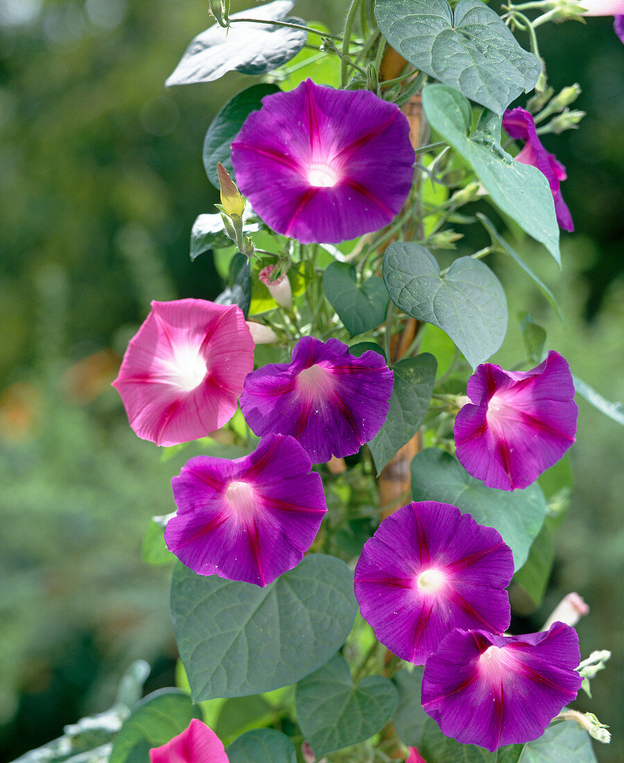 Ipomoea-Hybriden