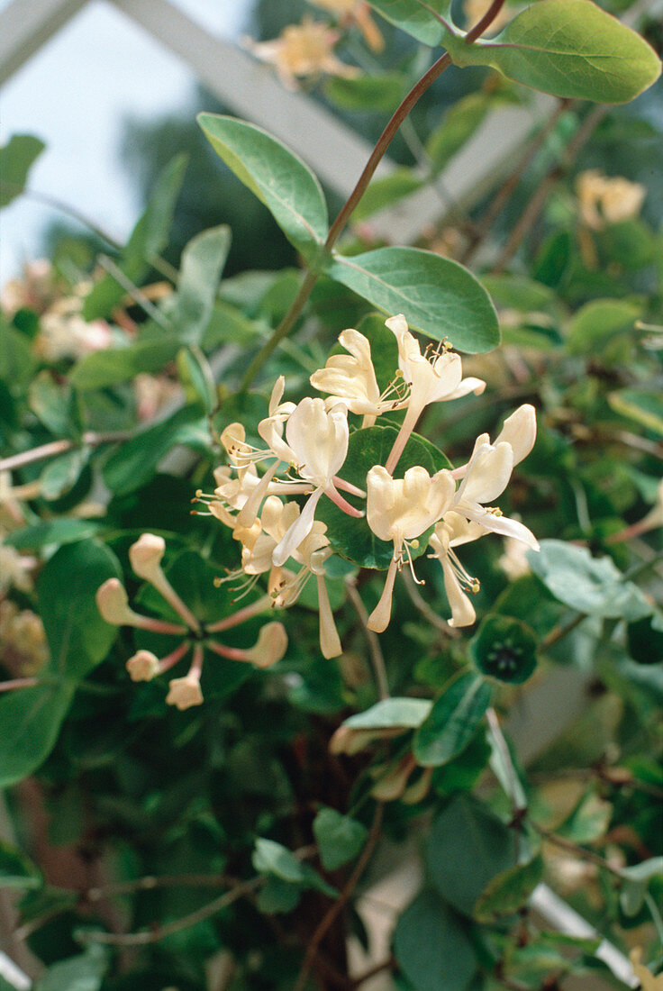 Lonicera caprifolium