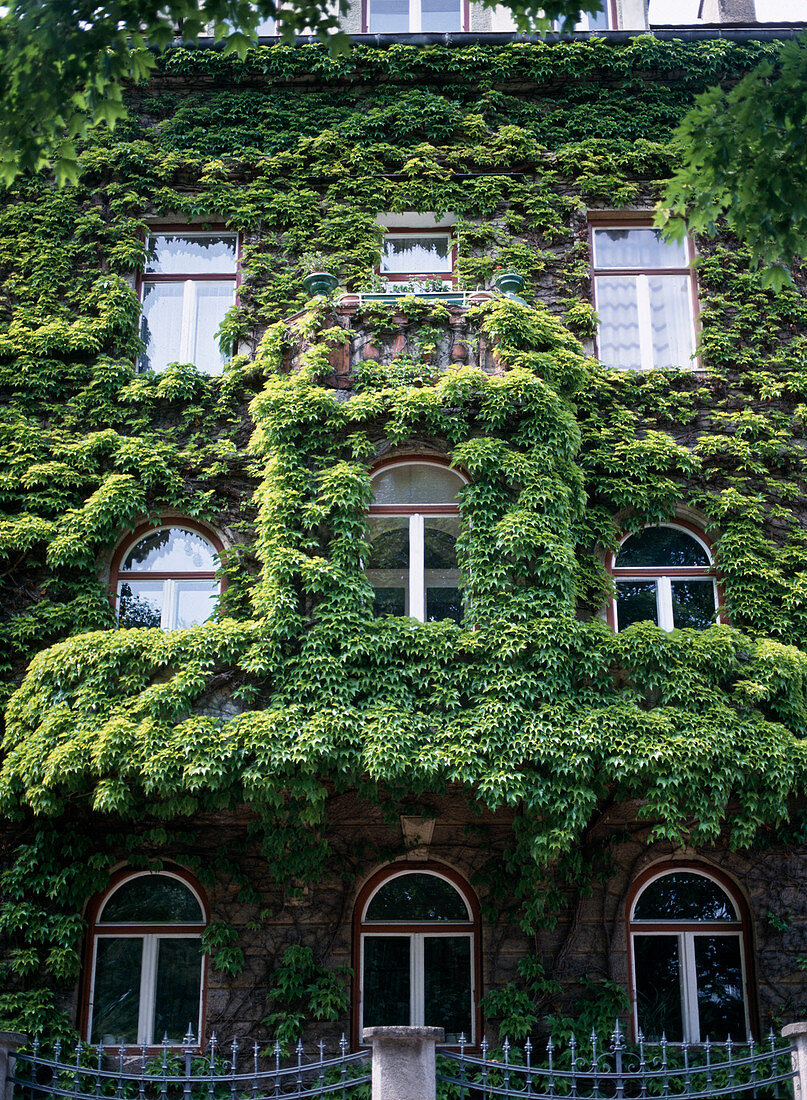 Parthenocissus tricuspidata