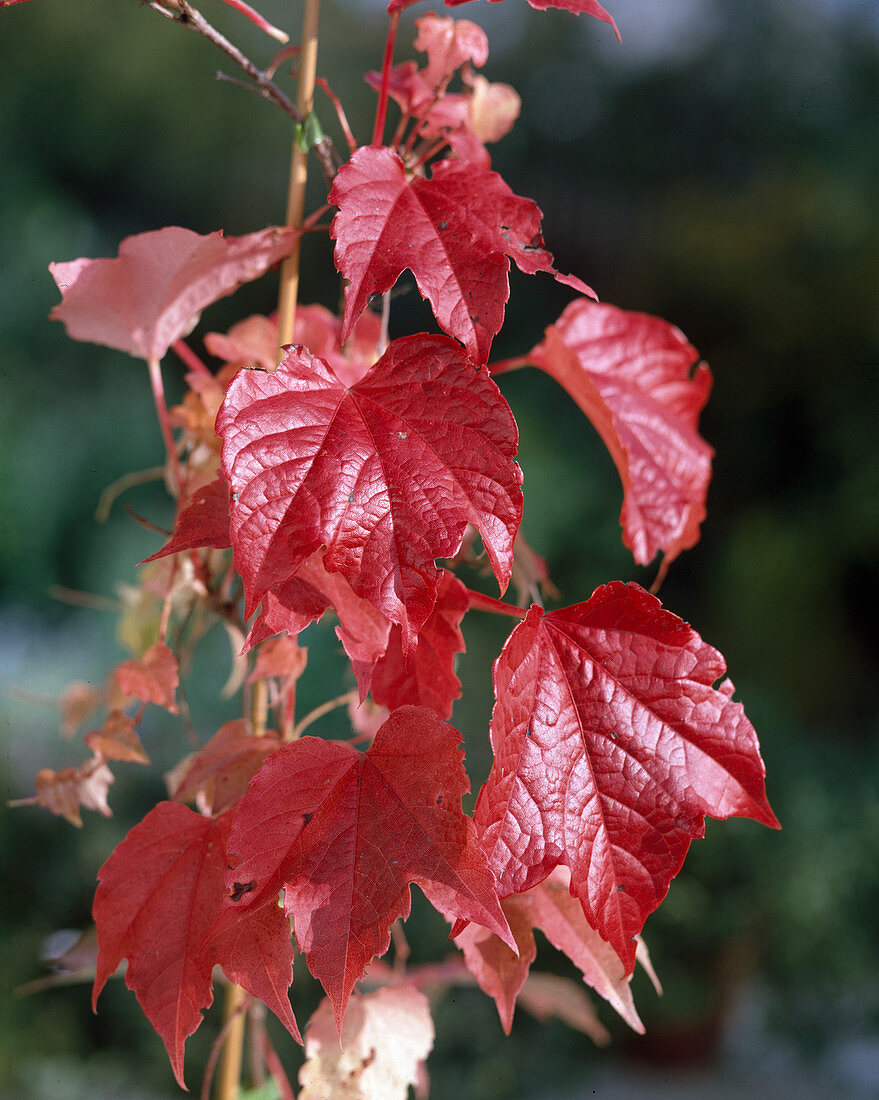 Parthenocissus tricuspidata 'Veitchii'