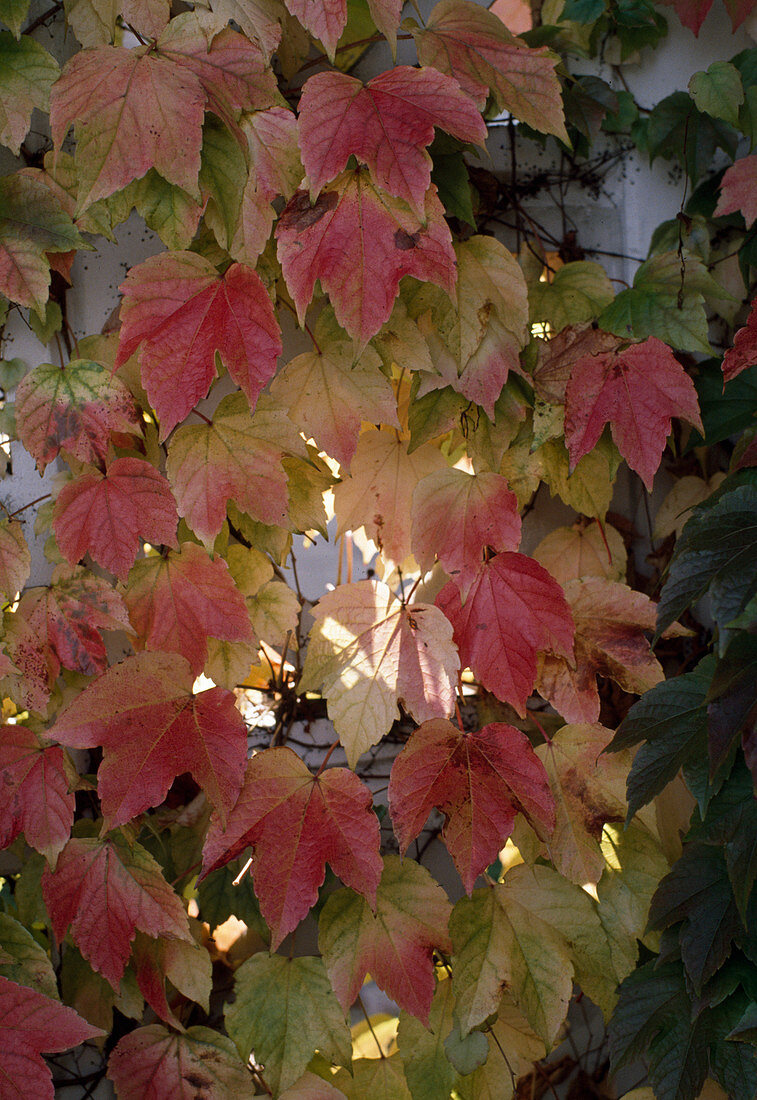 Parthenocissus tricuspidata 'Veitchii'