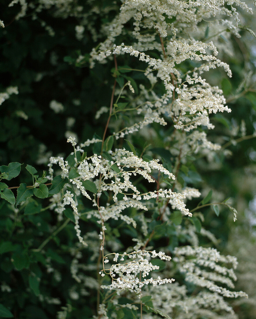 Polygonum aubertii