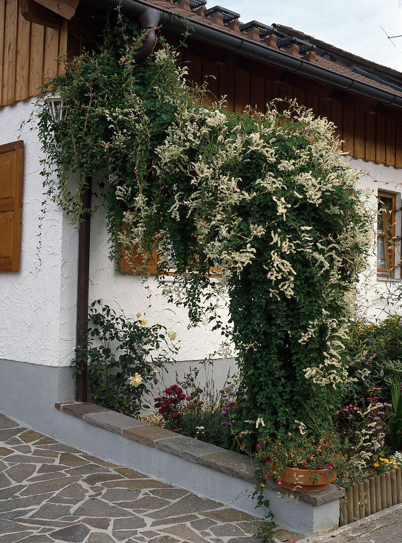 Polygonum aubertii