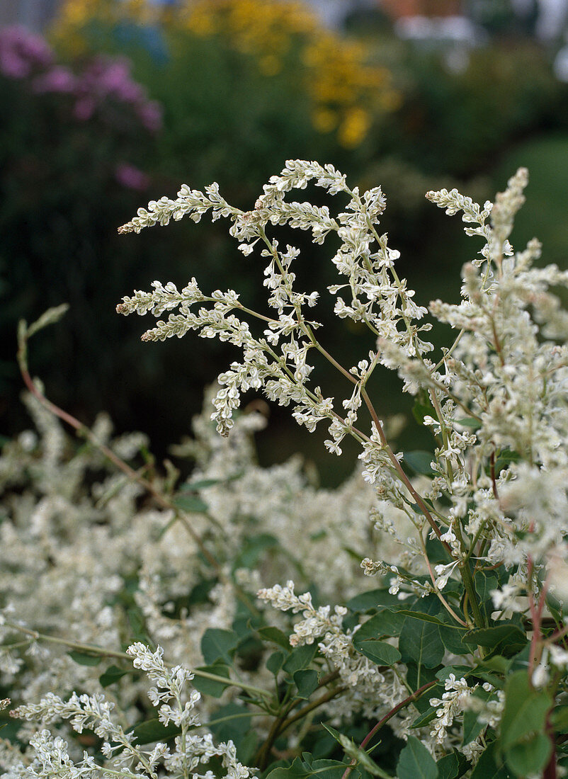 Polygonum aubertii