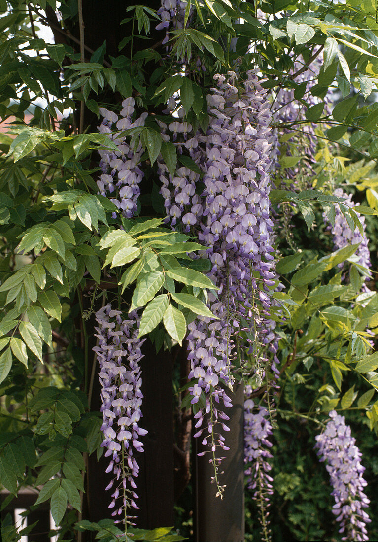 Wisteria sinensis