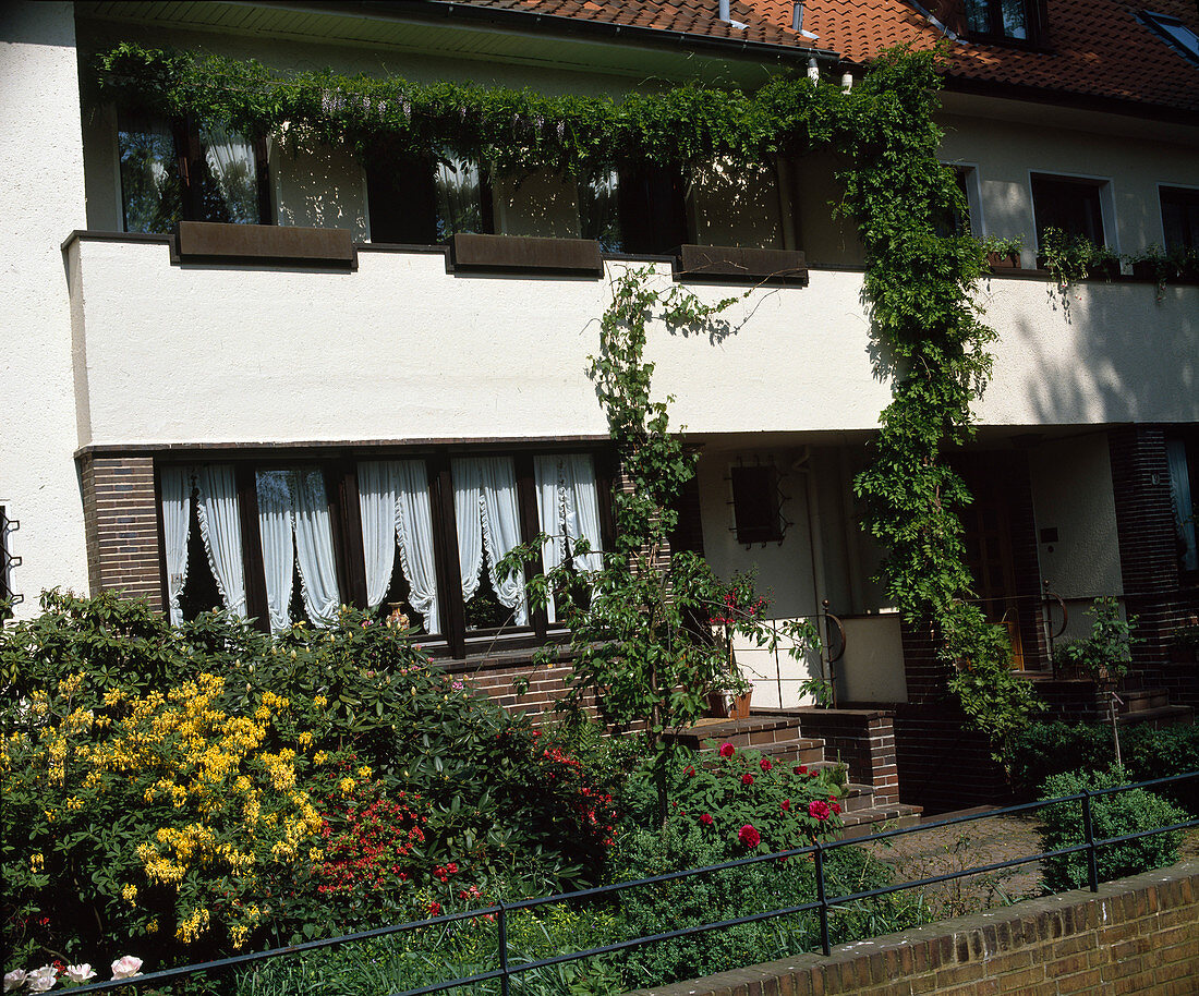 Wisteria sinensis (Blauregen)