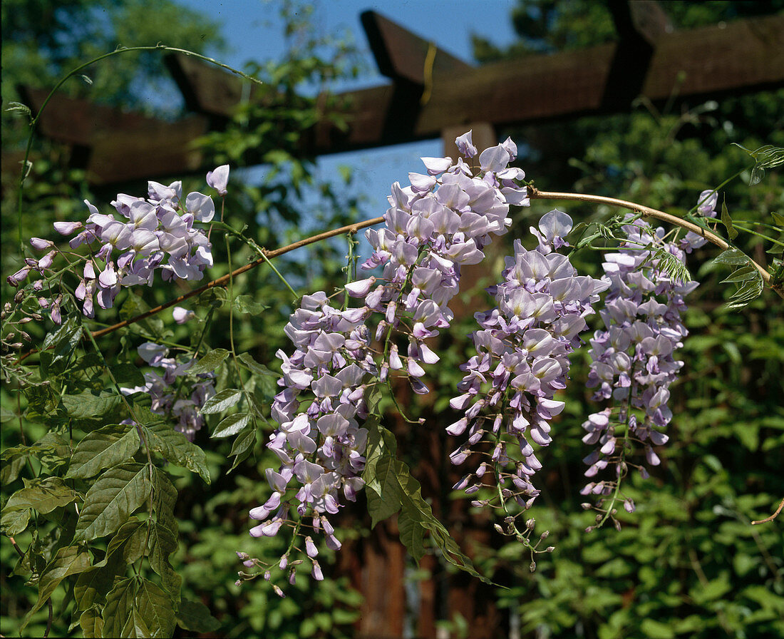 Wisteria sinensis