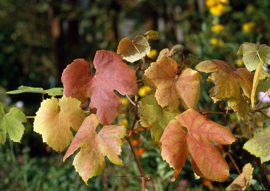 Vitis vinifera