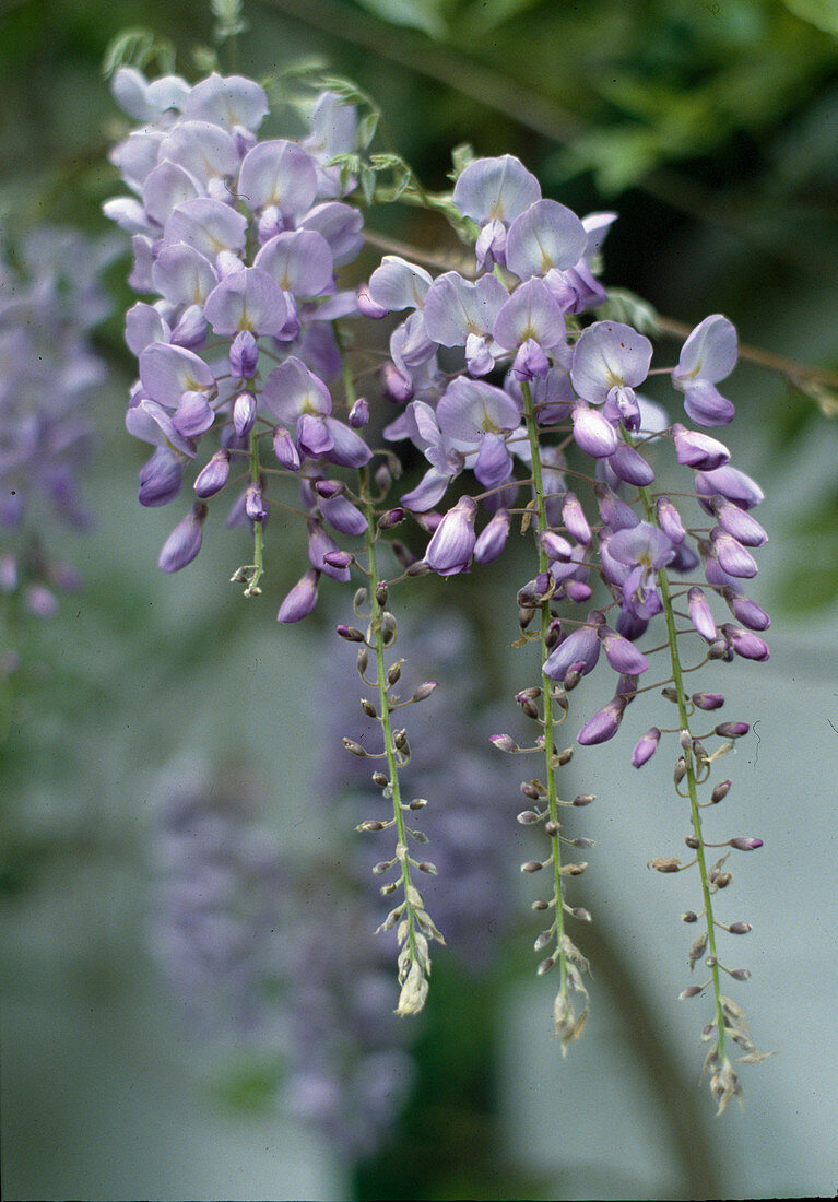 Wisteria sinensis