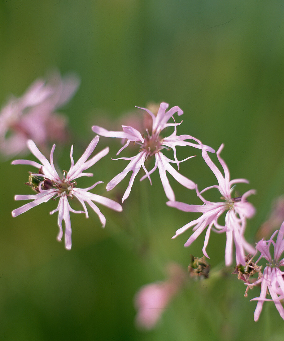 Lychnis flos-cuculi (Cuckoo's Clove)