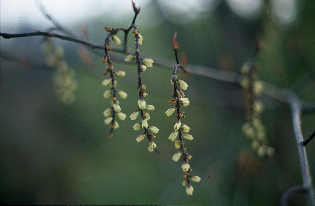 Stachyurus praecox (Schweifähre, Perlschweif)