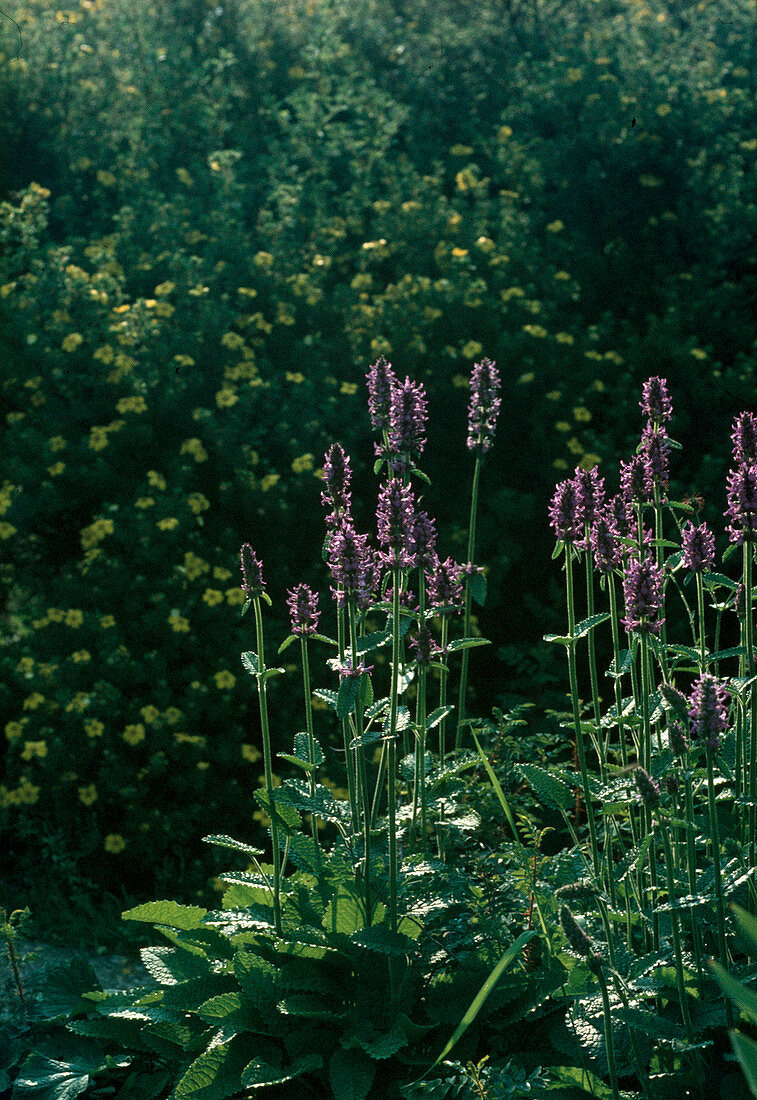 Stachys grandiflora 'Superba' (Ziest)