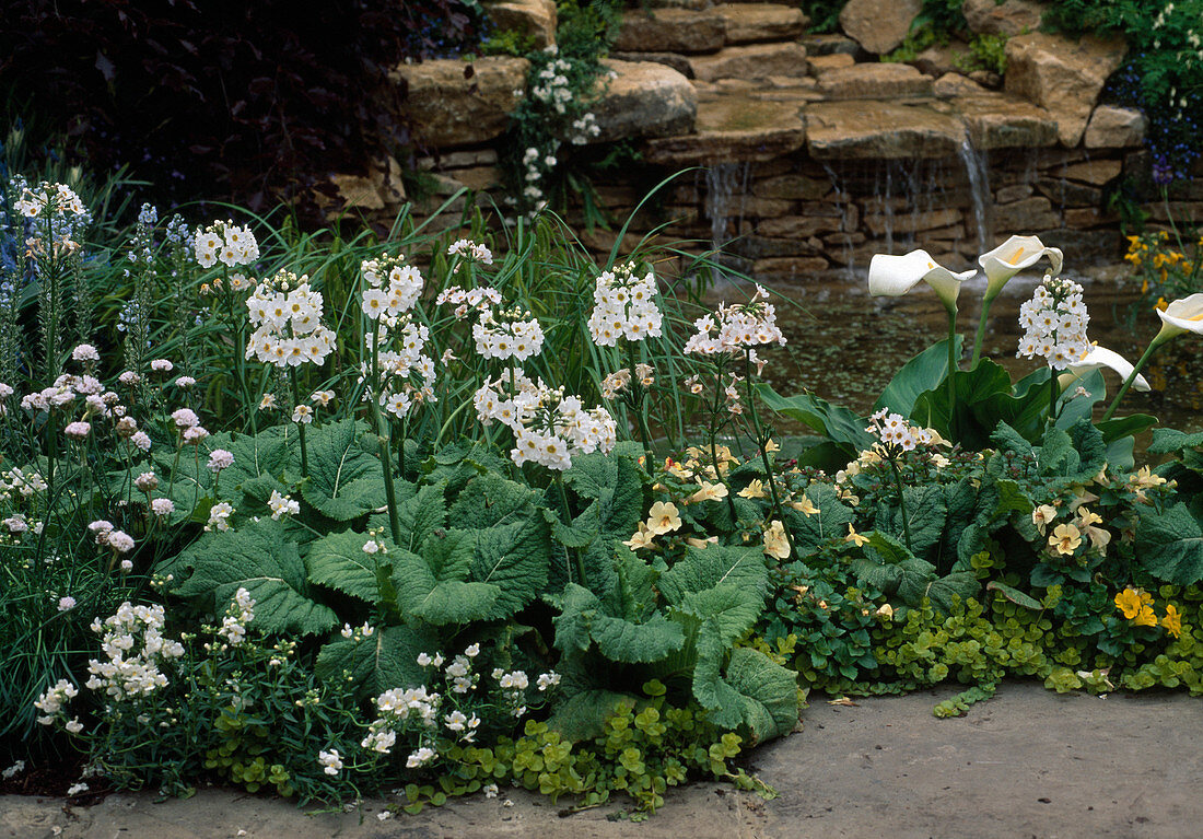 Primula pulverulenta (candelabra primroses) at the edge of a pond