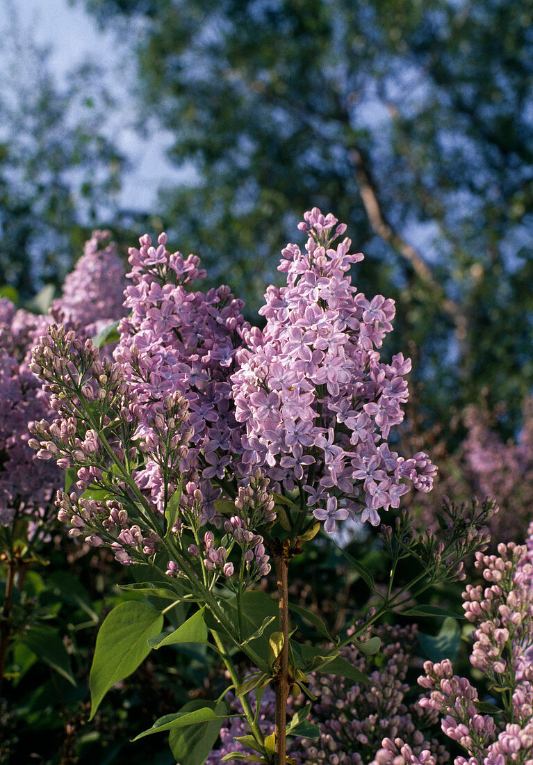 Syringa vulgaris