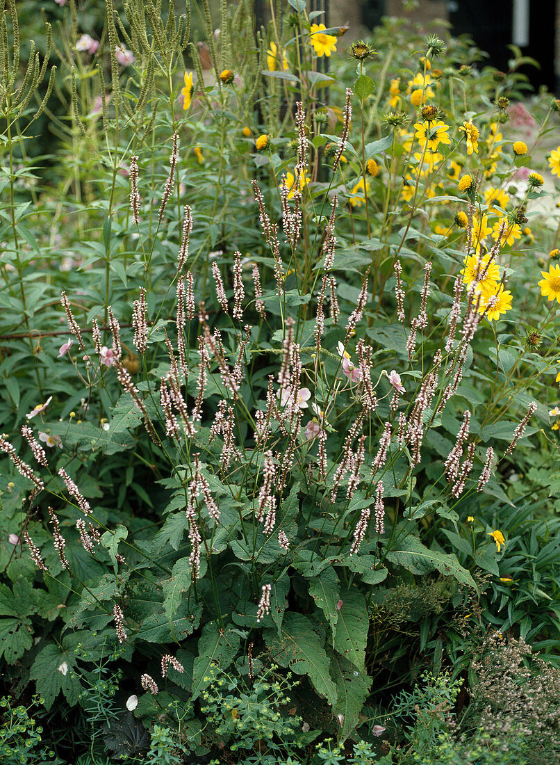 Polygonum amplexicaule 'Roseum' (Knotweed)