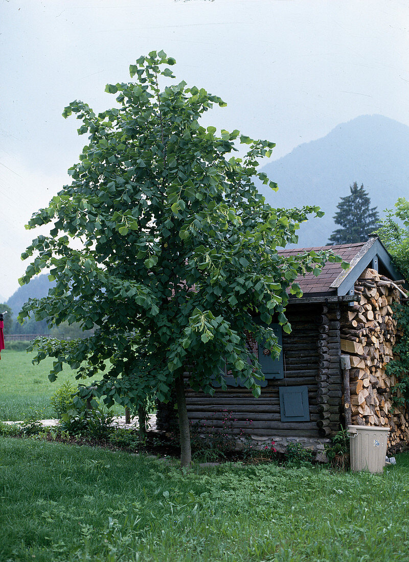 Tilia cordata (Winter lime)