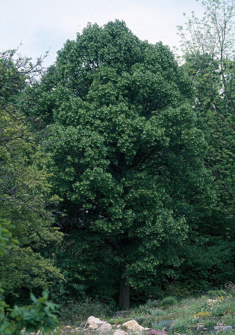 Tilia platyphyllos