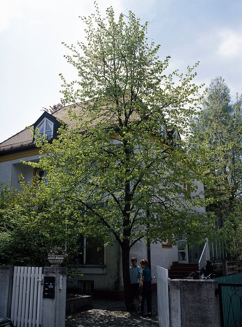 Tilia cordata