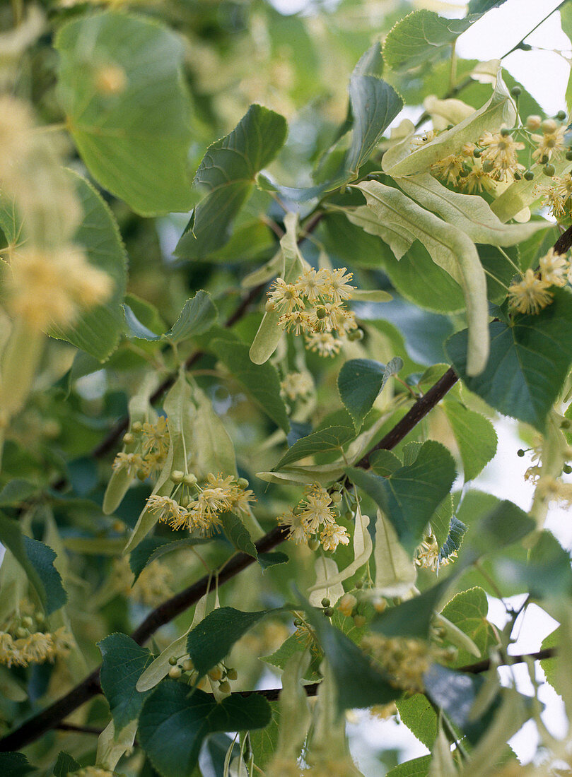 Tilia platyphyllos