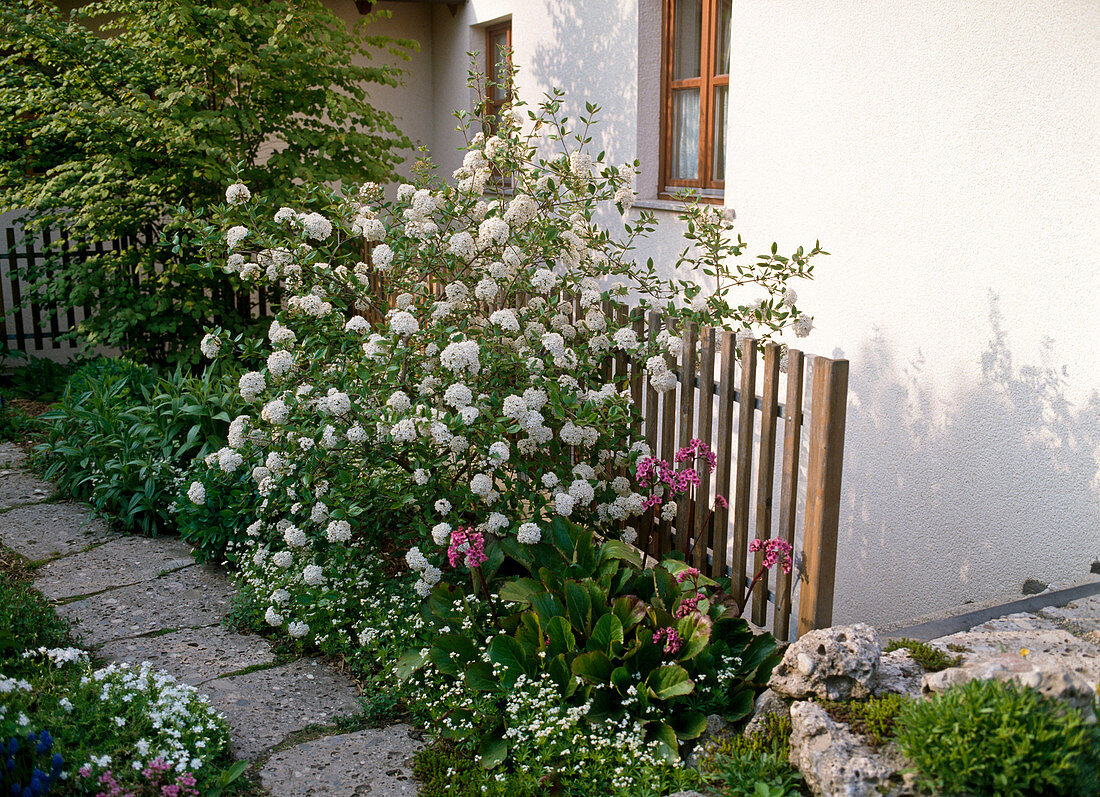 Viburnum X Burkwoodii