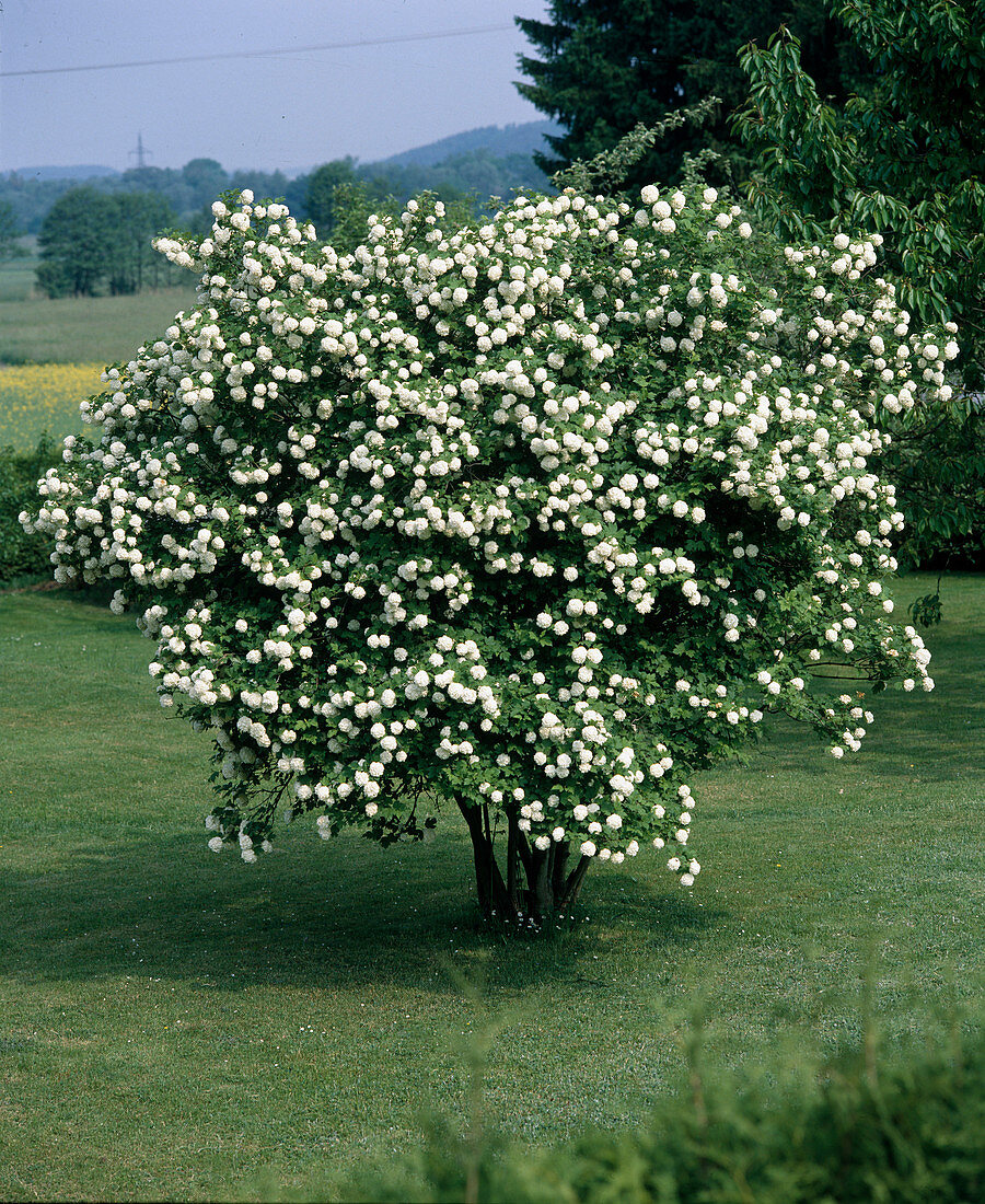 Viburnum opulus 'Sterile'