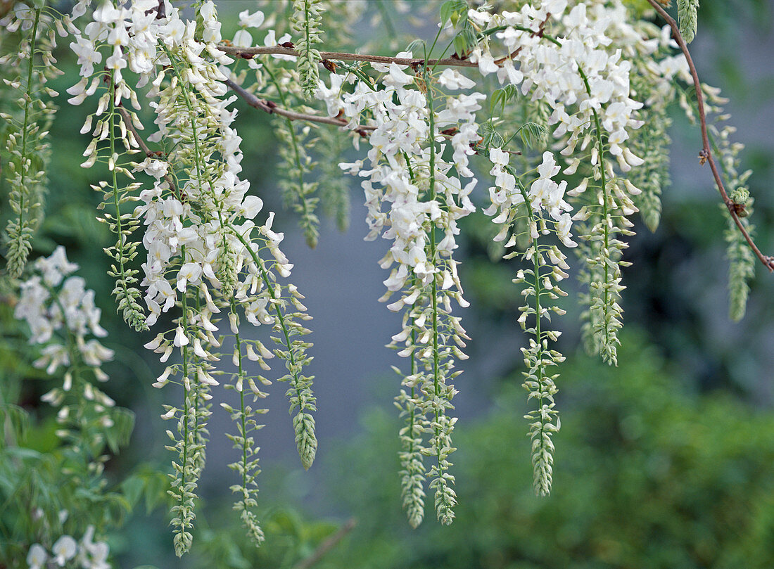 Wisteria floribunda 'Alba'